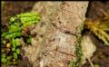 Baetis sp.